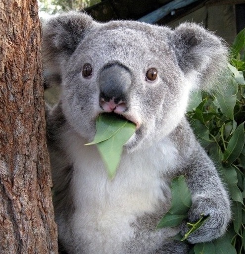 koala